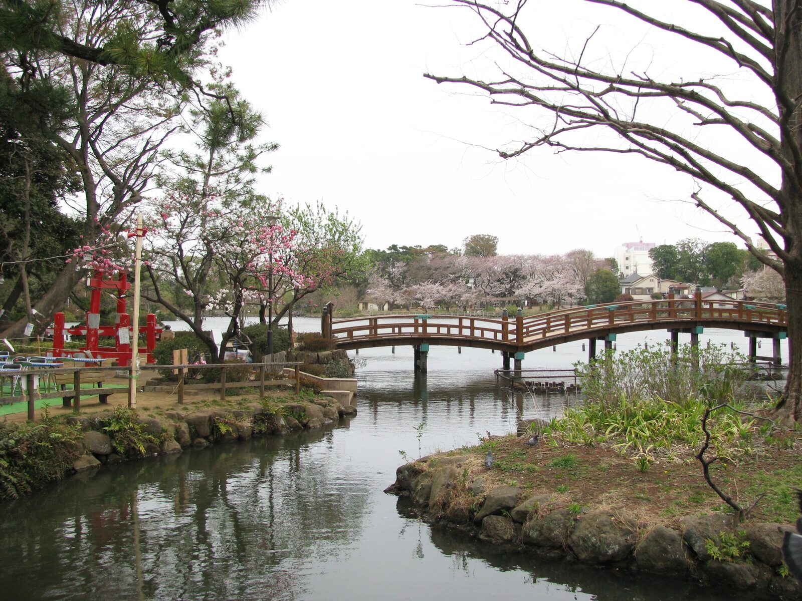 洗足池に架かる池月橋と桜並木