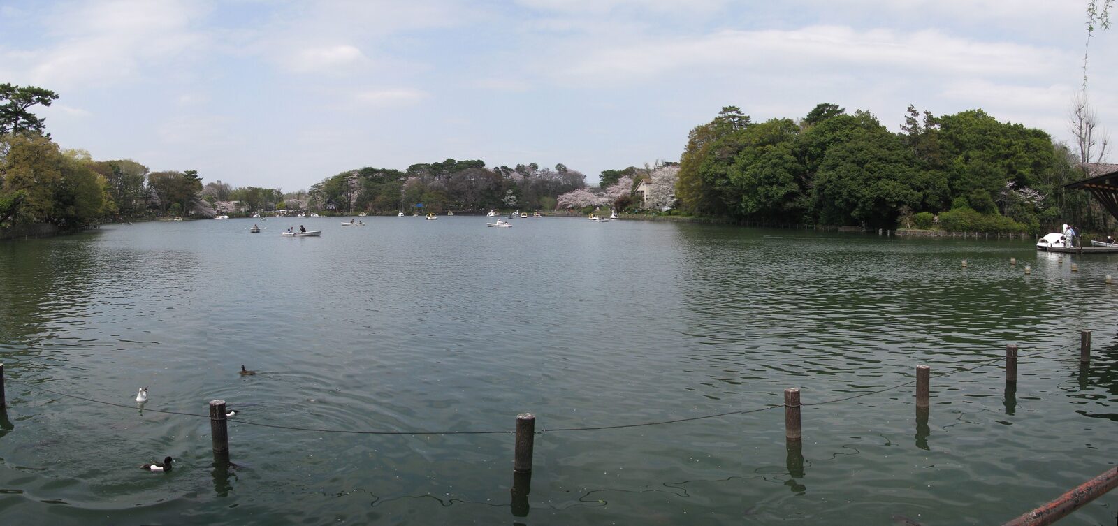 洗足池の全景と水辺の緑
