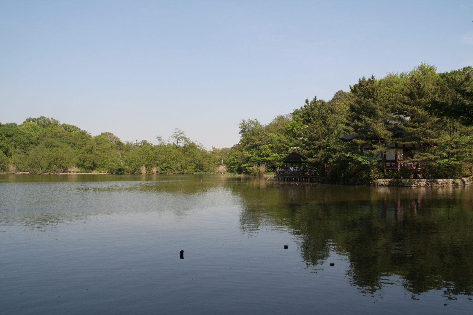 石神井公園三宝寺池の水面と対岸の緑に包まれた社殿