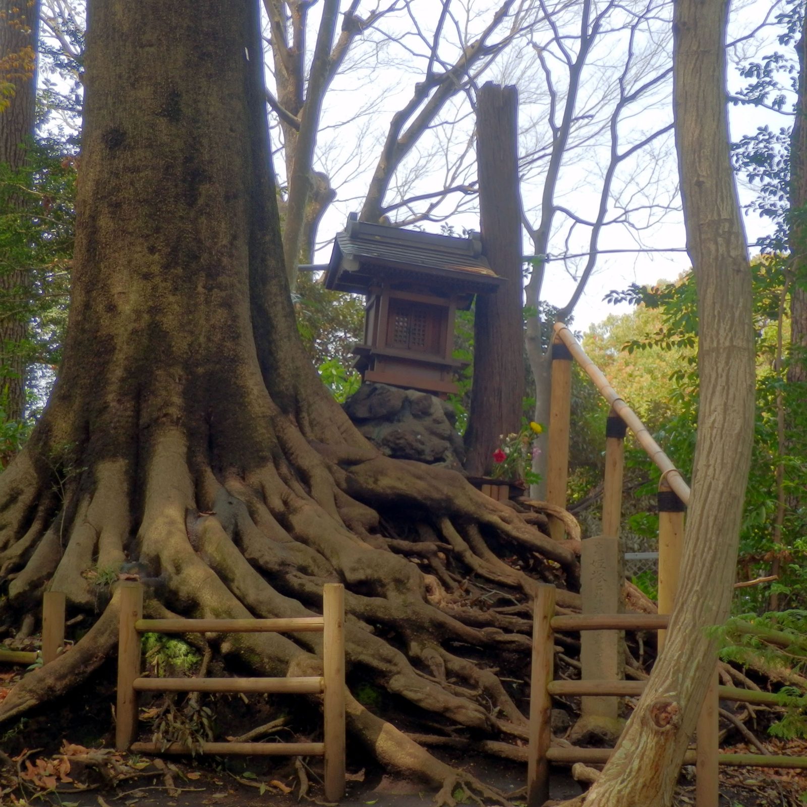 三宝寺池のほとりに根を張る大木と小さな祠