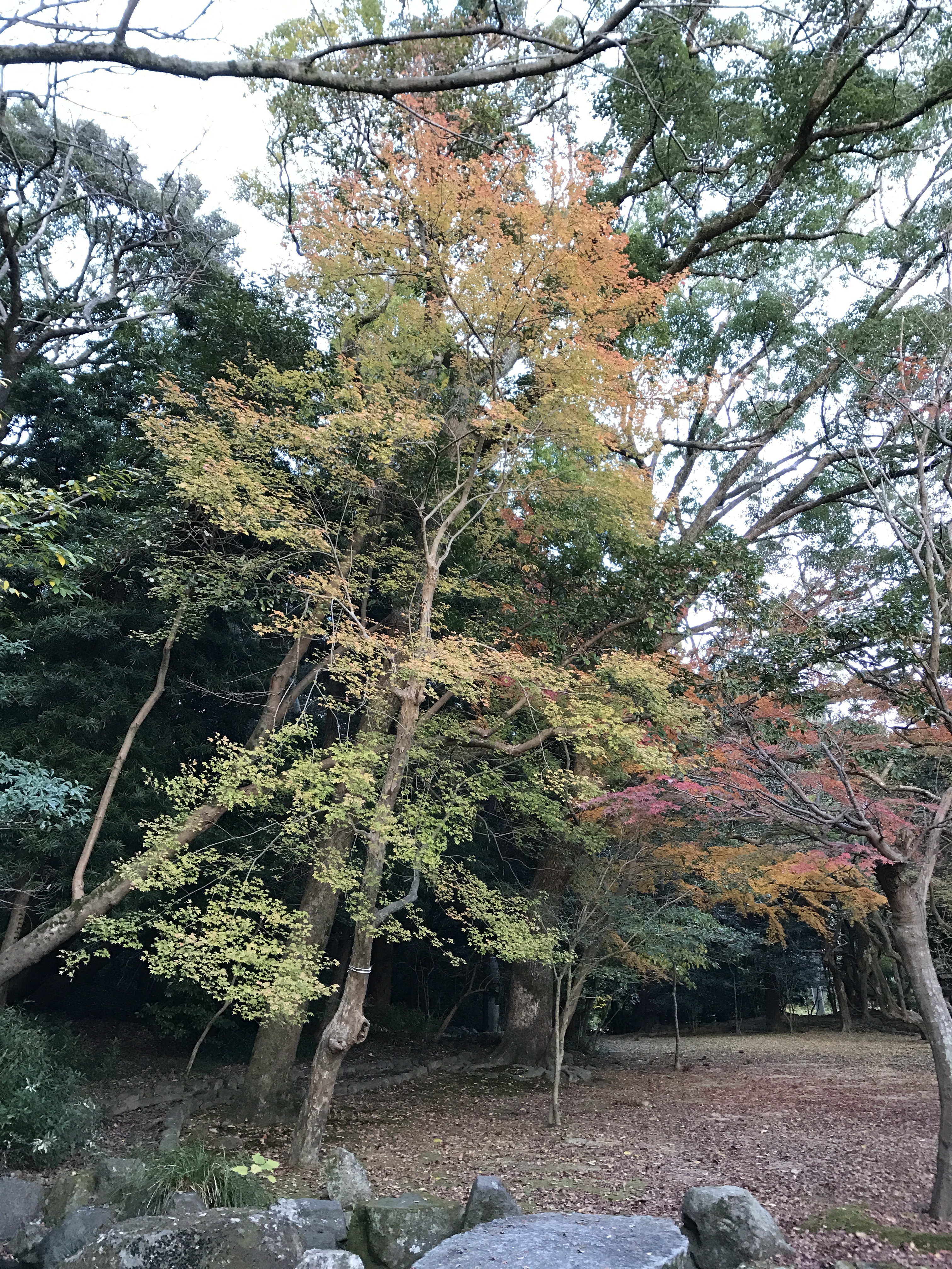 住吉神社の境内を包む木々の紅葉