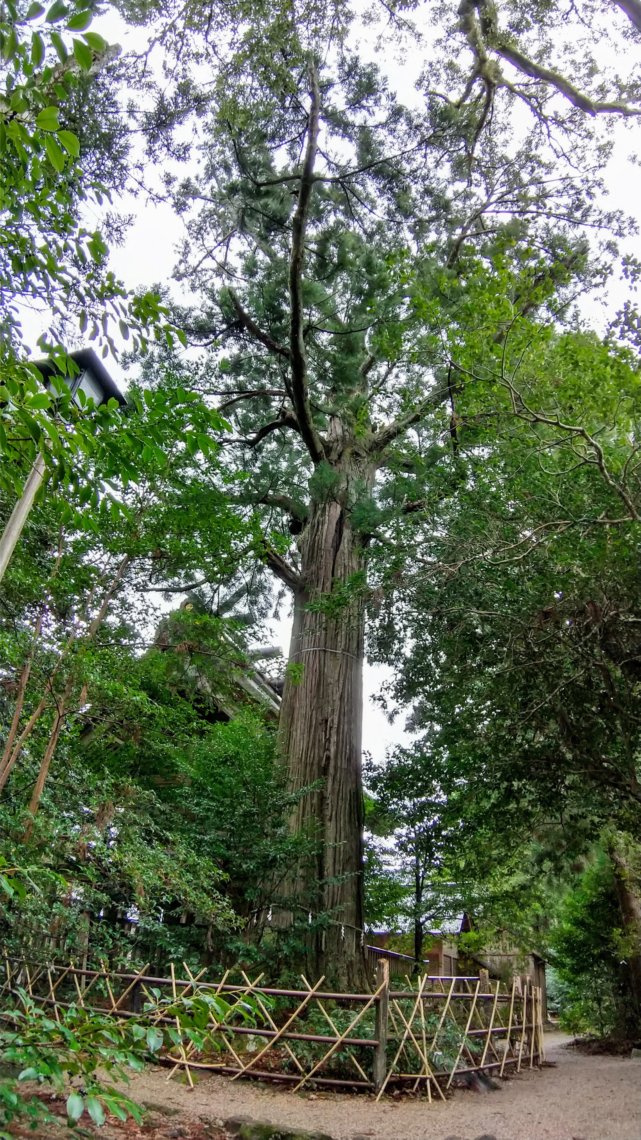 須佐神社の御神木、樹齢1300年の大杉