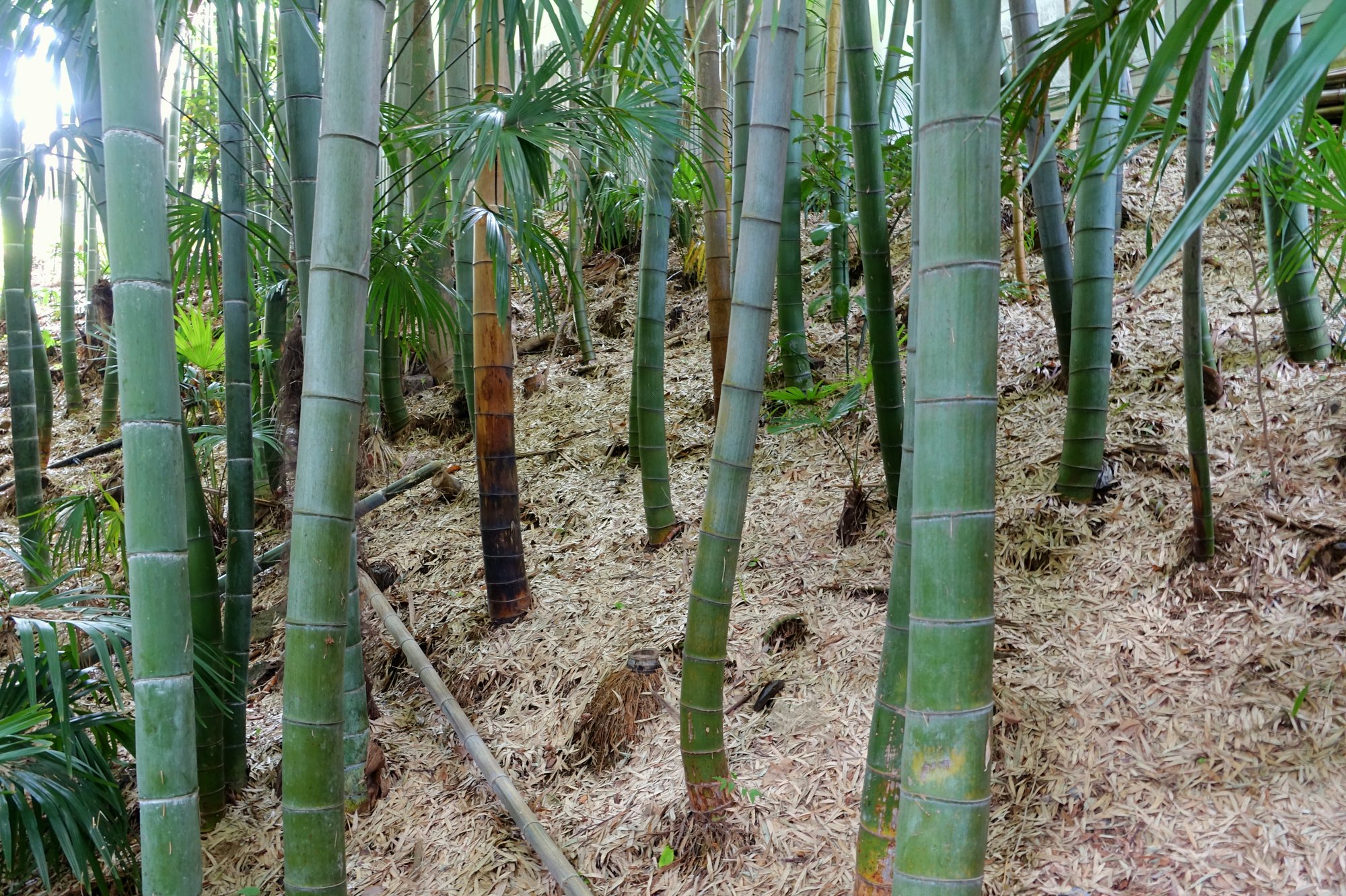 等々力渓谷の竹林