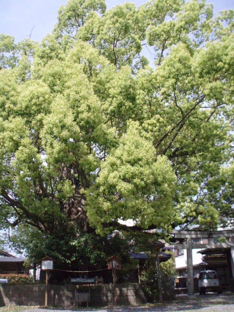 闘鶏神社の御神木の大楠