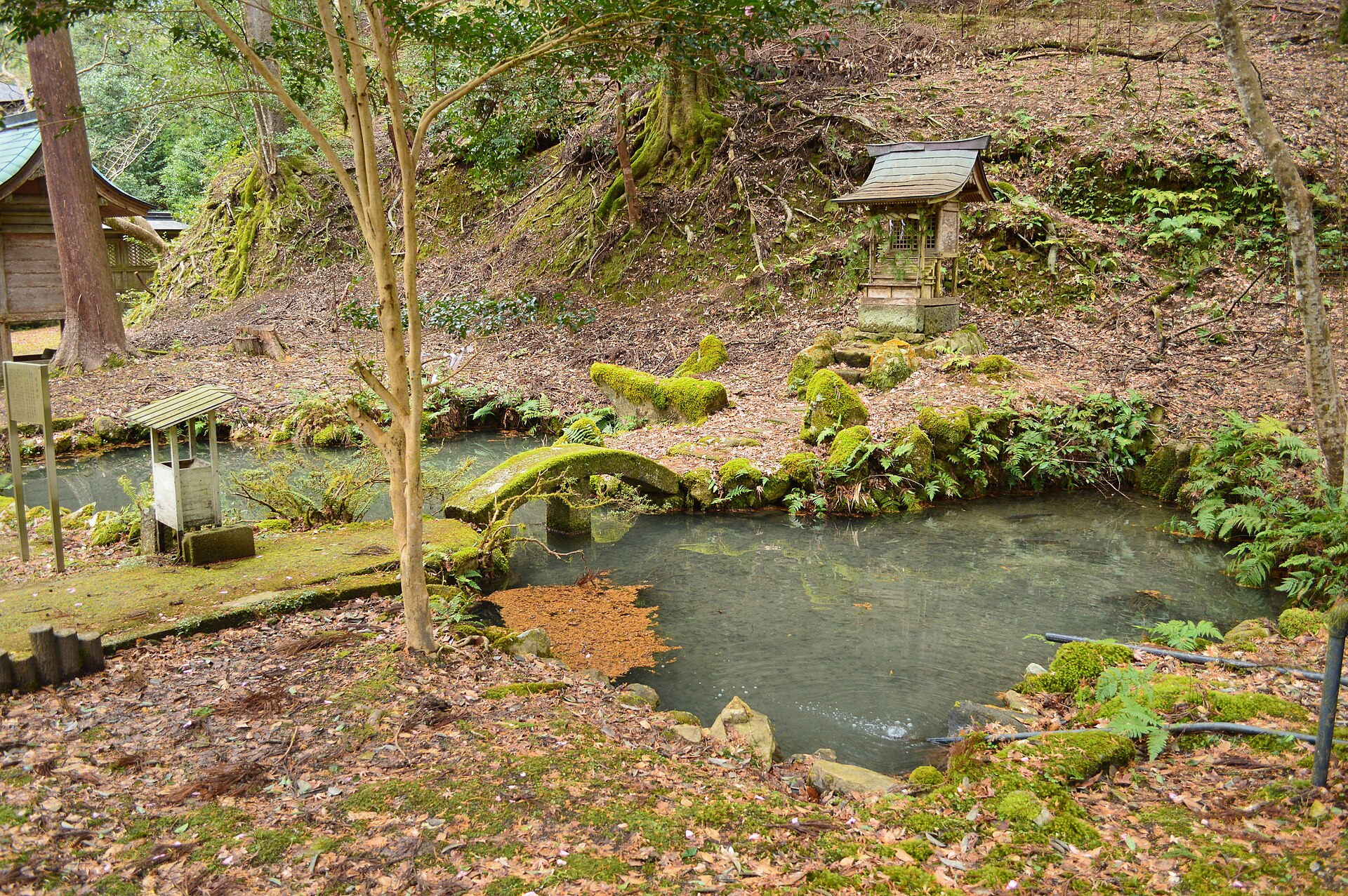 養父神社の境内の池