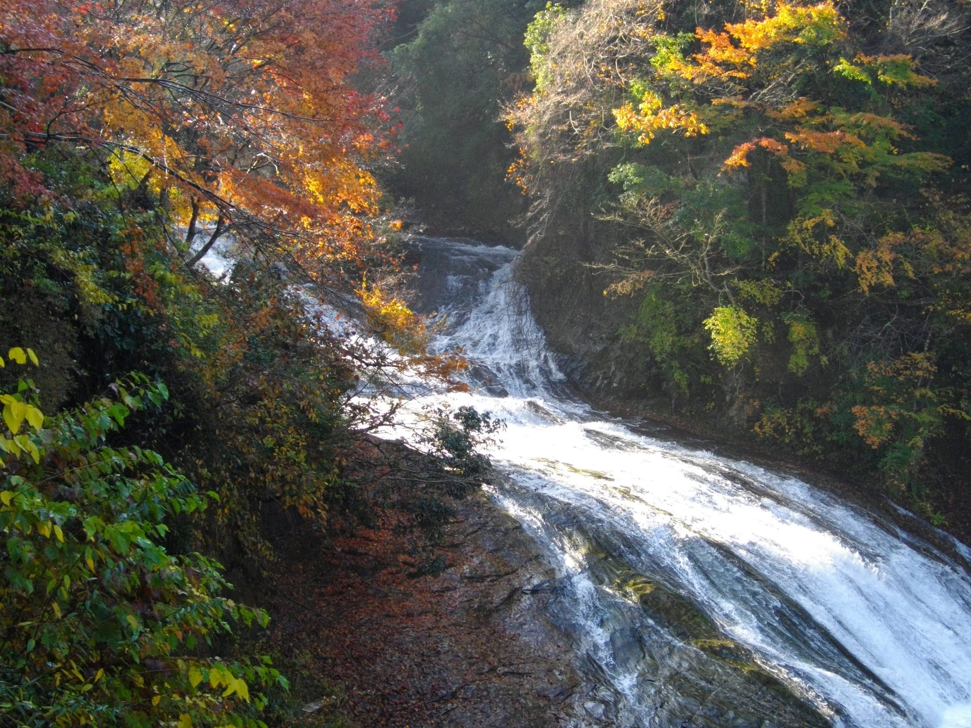 紅葉に彩られた粟又の滝上流側の眺め