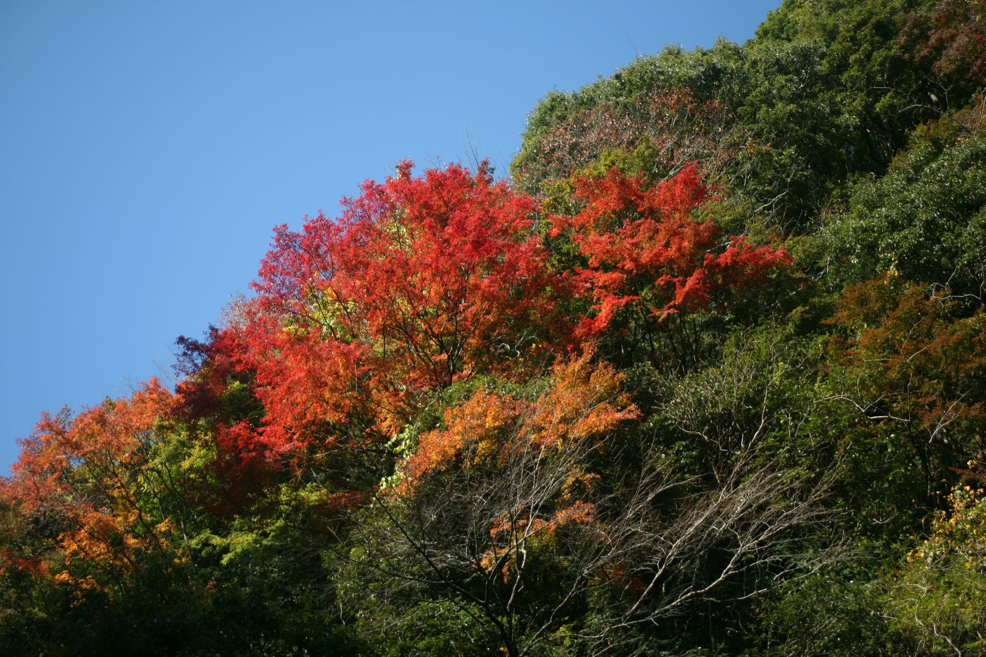 養老渓谷の紅葉した木々と青空
