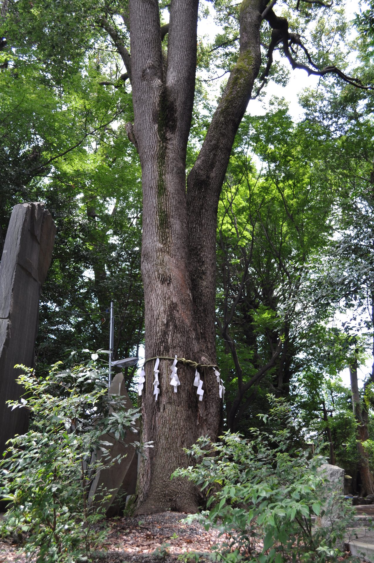 代々木八幡宮の注連縄が巻かれたご神木