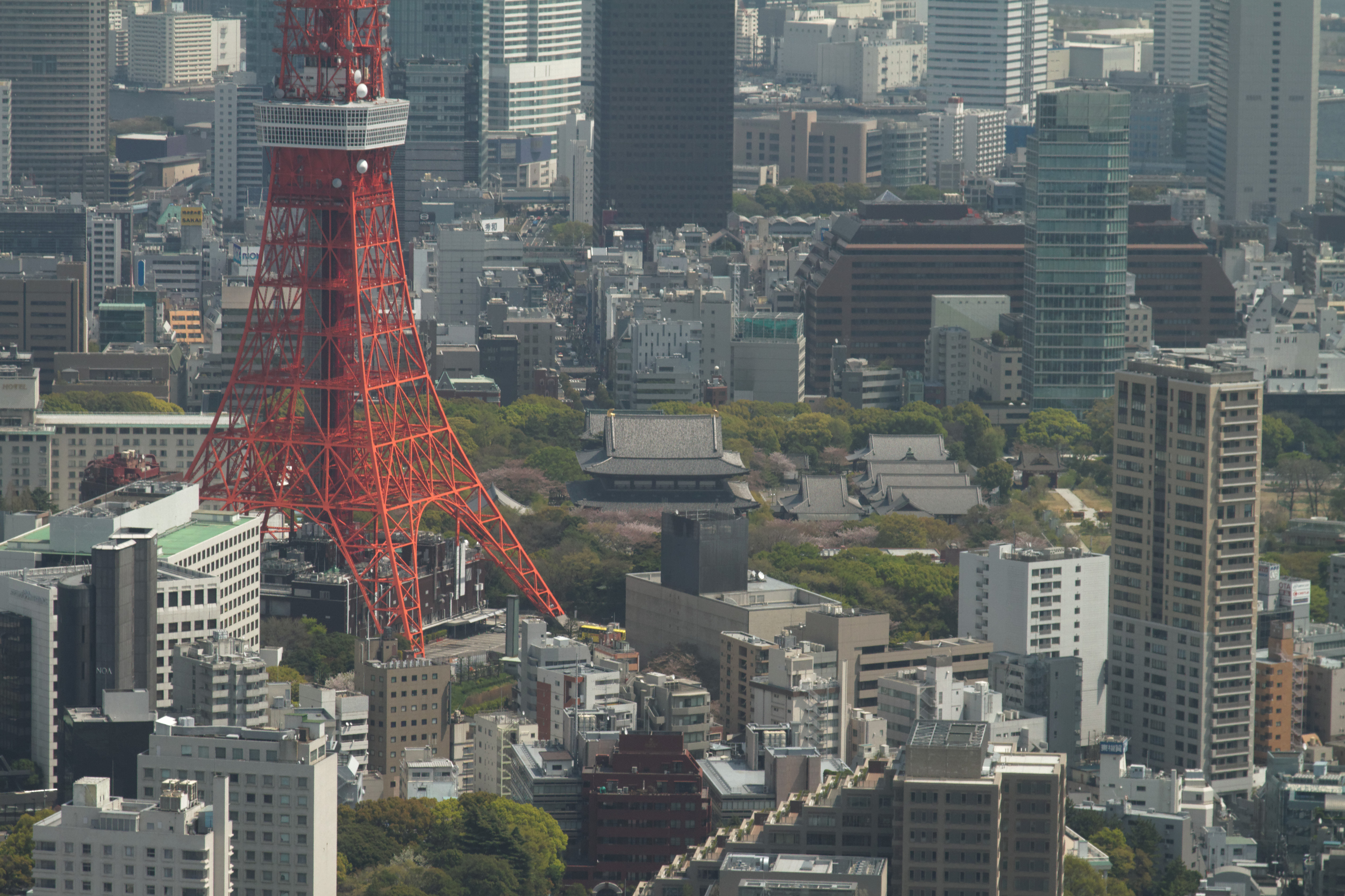 東京タワーごしに見る増上寺の境内