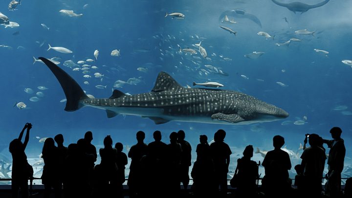 沖縄美ら海水族館 WEBチケット（入館券）